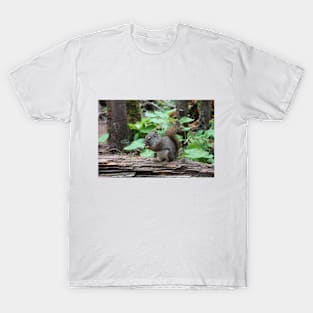 Cute Single squirrel eating nuts in a forest T-Shirt